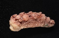 未知種海蛞蝓藏品圖，第4張
