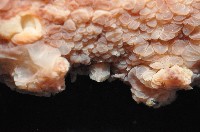 未知種海蛞蝓藏品圖，第5張