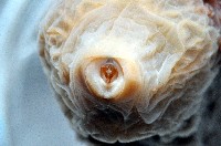 未知種海蛞蝓藏品圖，第6張