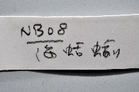 未知種海蛞蝓藏品圖，第7張