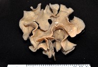 未知種血苔蟲藏品圖，第1張