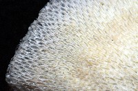 未知種血苔蟲藏品圖，第5張