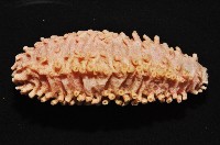 未知種海參藏品圖，第2張