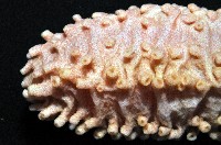 未知種海參藏品圖，第3張