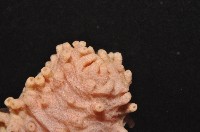 未知種海參藏品圖，第4張