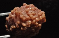 未知種海參藏品圖，第5張