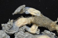 未知種海鞘藏品圖，第2張