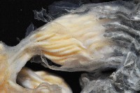 未知種海鞘藏品圖，第3張