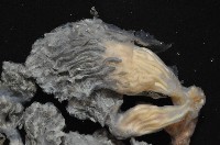 未知種海鞘藏品圖，第5張