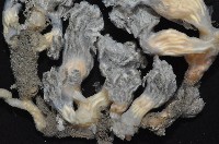 未知種海鞘藏品圖，第6張