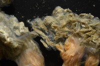 未知種海鞘藏品圖，第7張