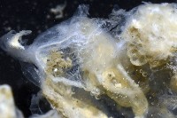 未知種海鞘藏品圖，第8張
