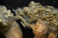 未知種海鞘藏品圖，第9張