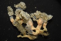 未知種海鞘藏品圖，第10張