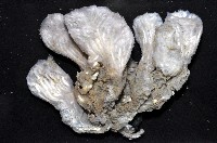未知種海鞘藏品圖，第2張