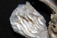 未知種海鞘藏品圖，第3張