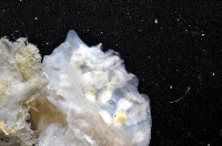 未知種海鞘藏品圖，第4張