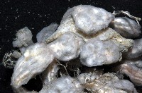 未知種海鞘藏品圖，第5張