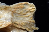 未知種海鞘藏品圖，第7張
