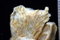 未知種海鞘藏品圖，第8張