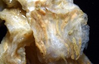 未知種海鞘藏品圖，第9張
