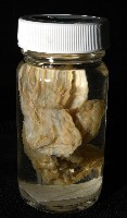 未知種海鞘藏品圖，第10張