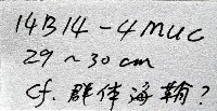 未知種海鞘藏品圖，第11張