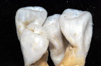 未知種海鞘藏品圖，第2張