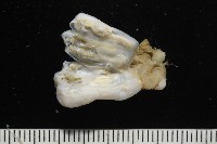 未知種海鞘藏品圖，第3張