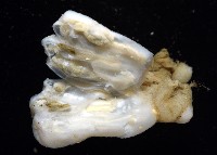 未知種海鞘藏品圖，第4張