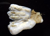 未知種海鞘藏品圖，第5張