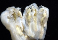 未知種海鞘藏品圖，第7張