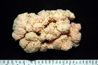 未知種軟珊瑚藏品圖，第1張
