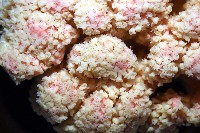 未知種軟珊瑚藏品圖，第2張