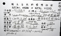 未知種軟珊瑚藏品圖，第8張