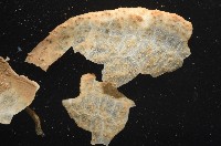 未知種葫蘆海膽藏品圖，第2張