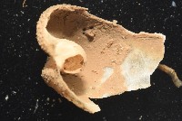 未知種葫蘆海膽藏品圖，第3張