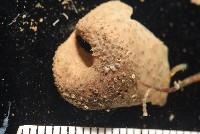 未知種葫蘆海膽藏品圖，第7張