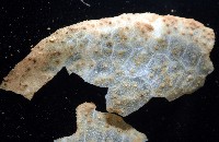 未知種葫蘆海膽藏品圖，第8張