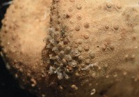 未知種葫蘆海膽藏品圖，第10張