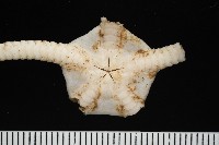 未知種真蛇尾藏品圖，第5張