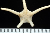 未知種真蛇尾藏品圖，第7張