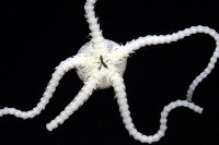 未知種真蛇尾藏品圖，第5張