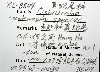 未知種真蛇尾藏品圖，第8張