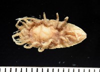 北極等足類藏品圖，第4張