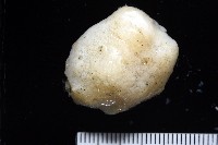 未知種海綿藏品圖，第2張