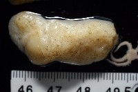 未知種海綿藏品圖，第3張