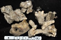 未知種海綿藏品圖，第4張