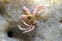 未知種海綿藏品圖，第5張