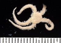 未知種海綿藏品圖，第6張